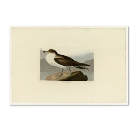 Audubon 'Wandering Shearwaterplate 283' Canvas Art,12x19